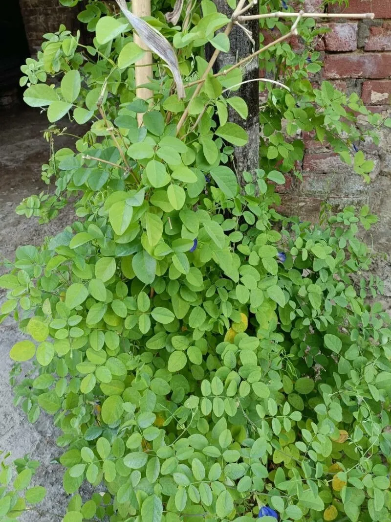 Cordofan-pea (Clitoria ternatea, Sp. pl. 2:753. 1753)