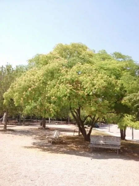 Mimosa (Albizia julibrissin, Mag. Tosc. 3(4): 11 (1772))