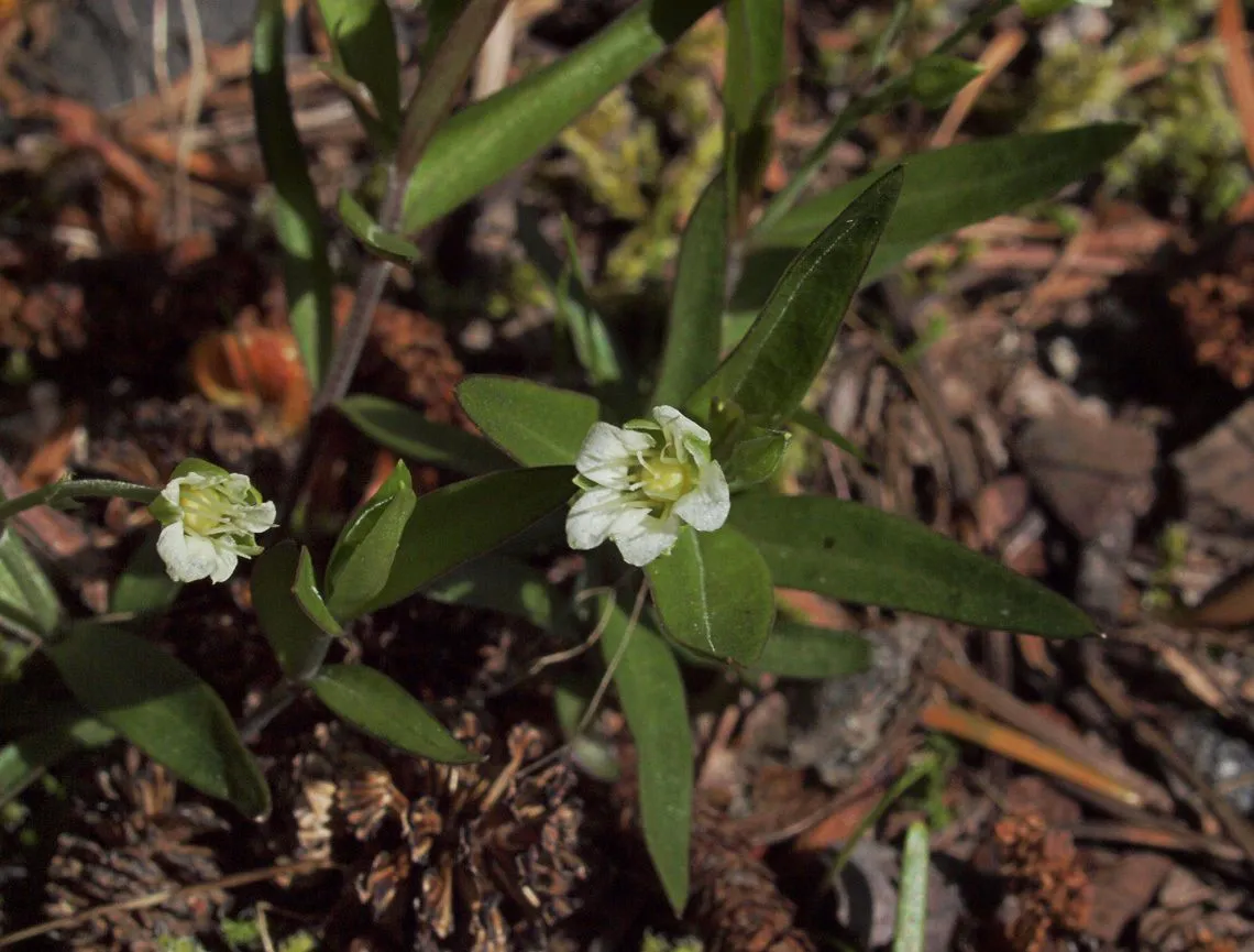 Big-leaf sandwort (Moehringia macrophylla, Vers. Darstell. Alsin.: 18 (1833))