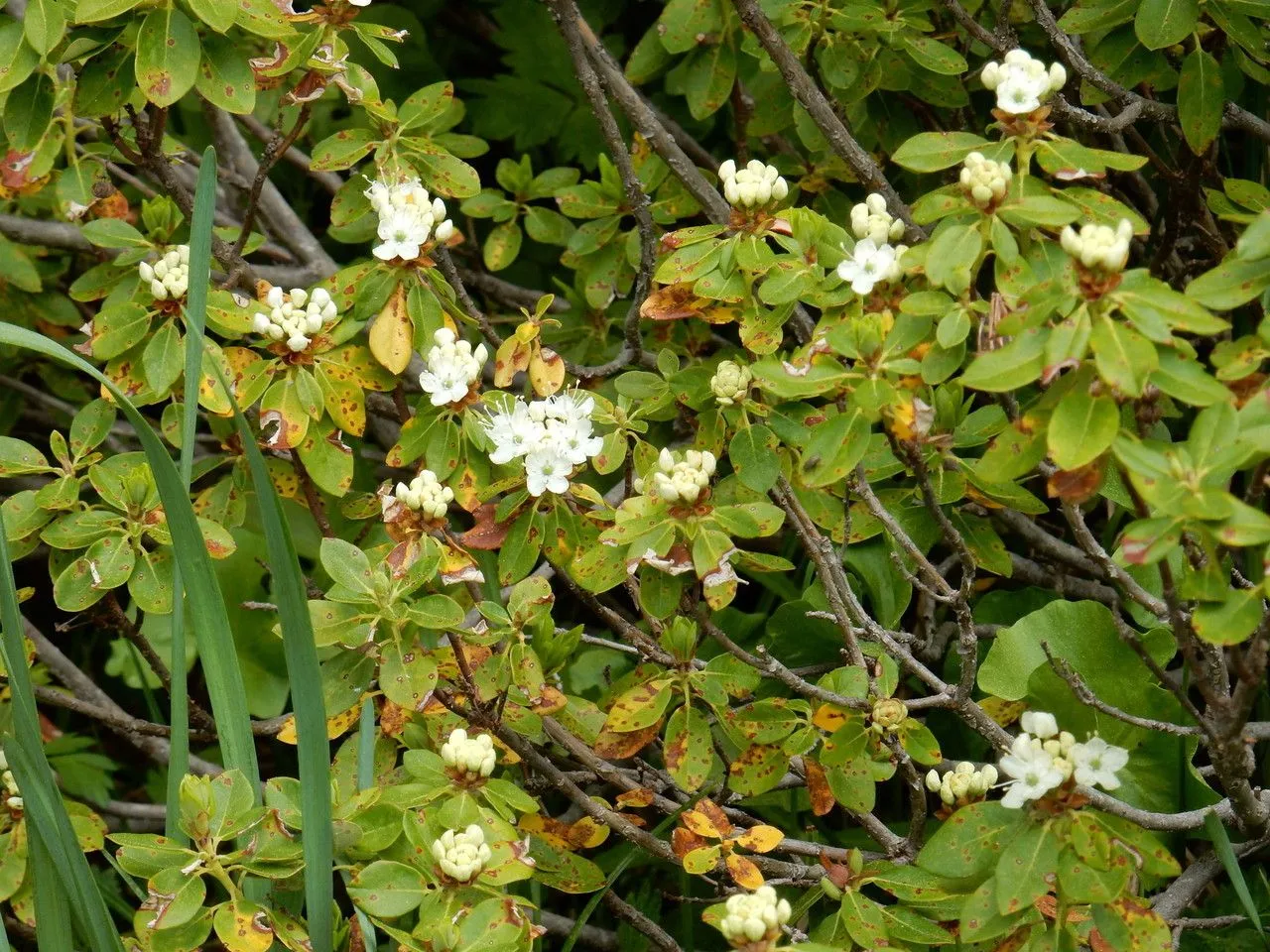 Western labrador-tea (Rhododendron columbianum, Ann. Bot. Fenn. 27: 203 (1990))