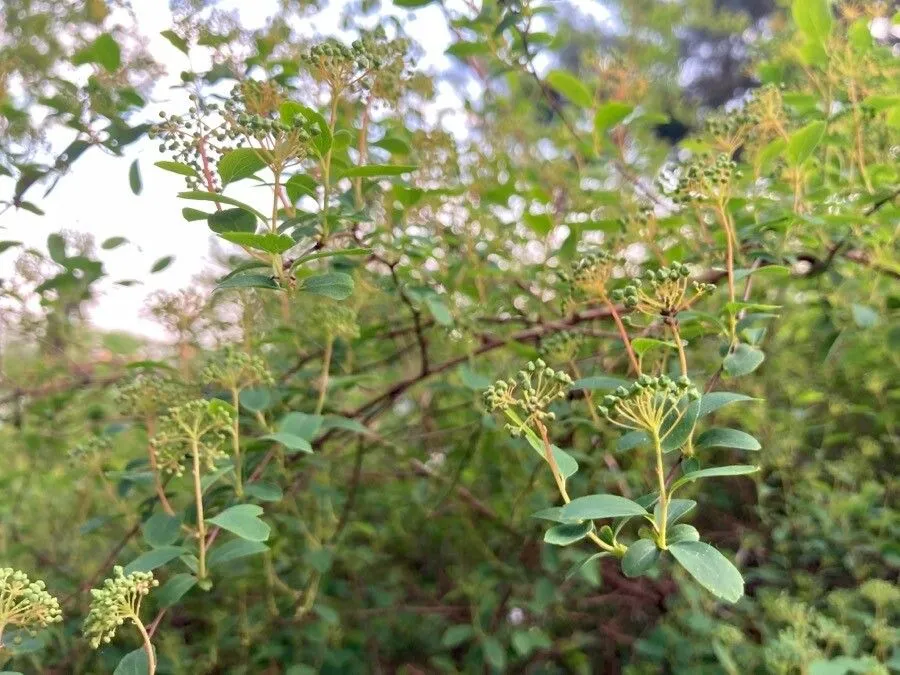 White spirea (Spiraea betulifolia, Fl. Ross. 1: 33 (1784))