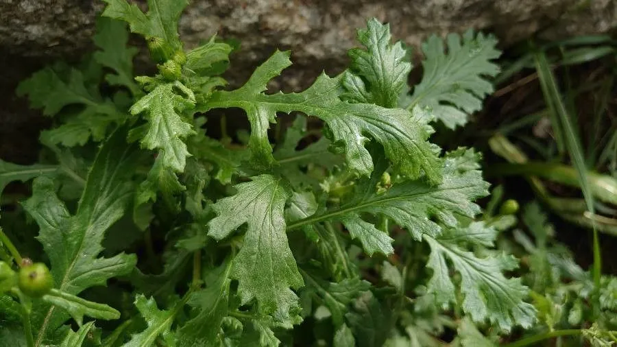 Oxford ragwort (Senecio squalidus, Sp. Pl.: 869 (1753))