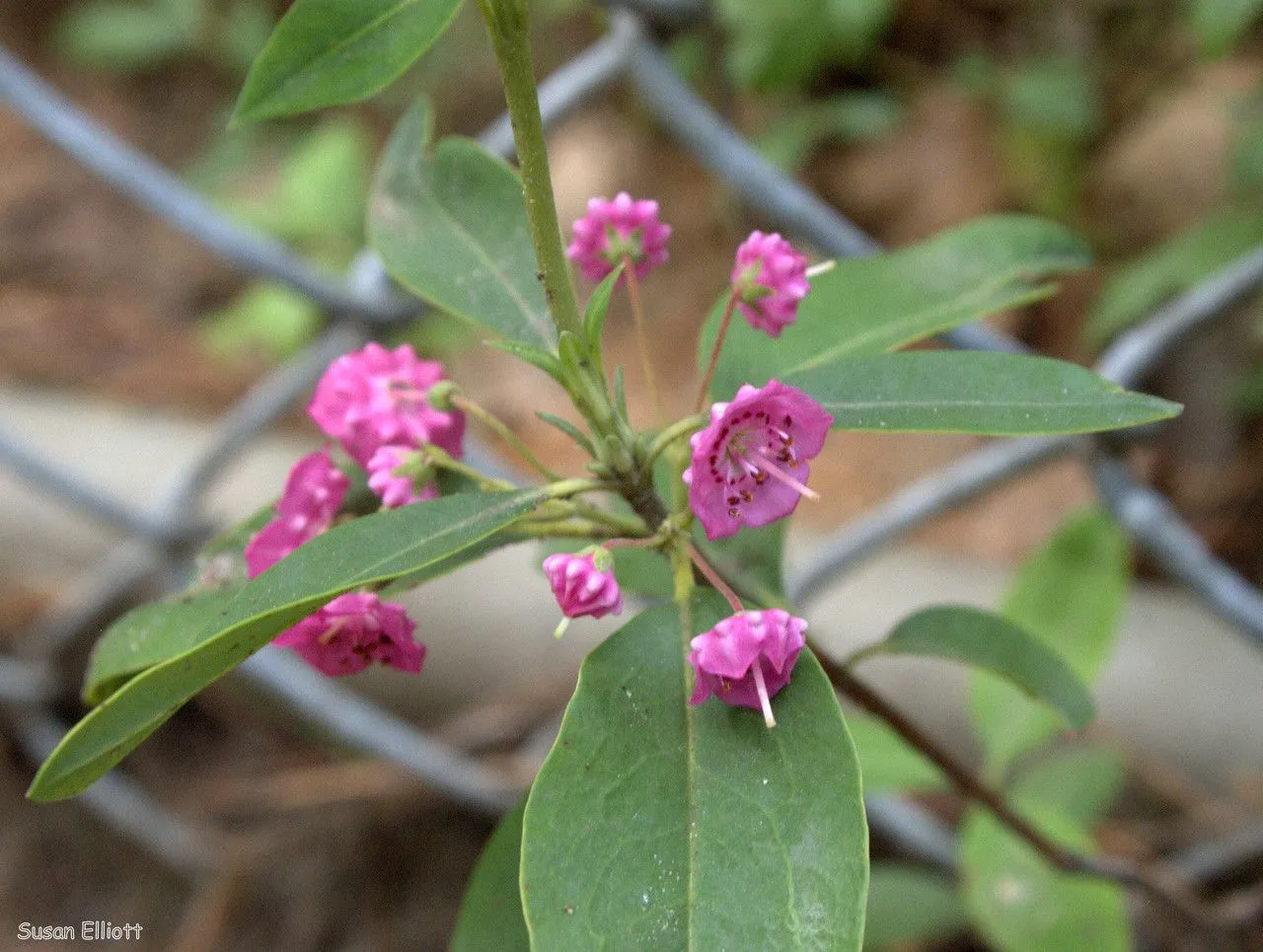 Dwarf-laurel (Kalmia angustifolia, Sp. Pl.: 391 (1753))