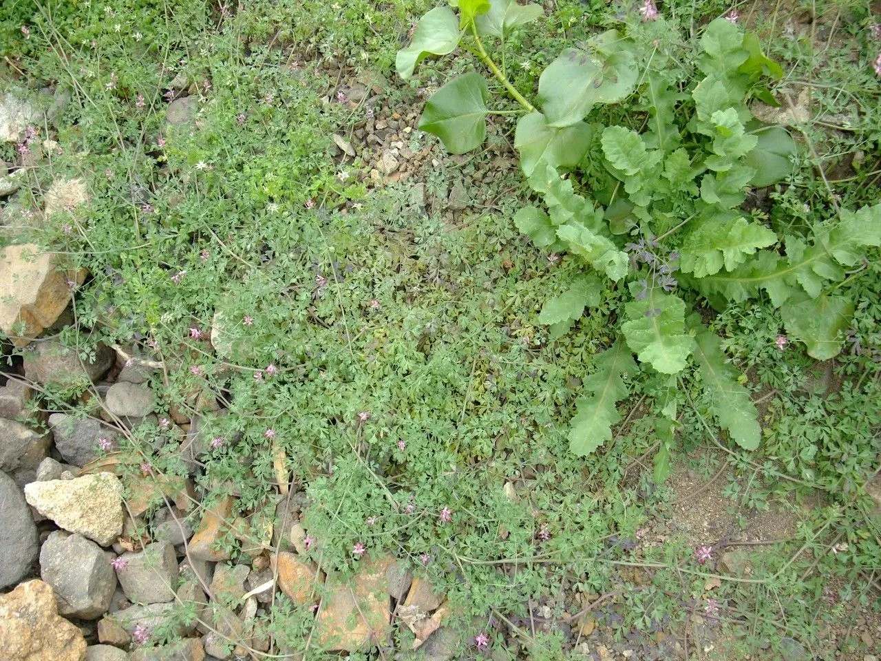 Field fumitory (Fumaria agraria, Gen. Sp. Pl.: 21 (1816))