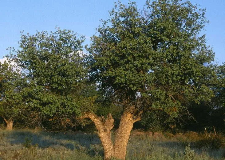 Gray oak (Quercus grisea, Overs. Kongel. Danske Vidensk. Selsk. Forh. Medlemmers Arbeider 1854:171. 1854)