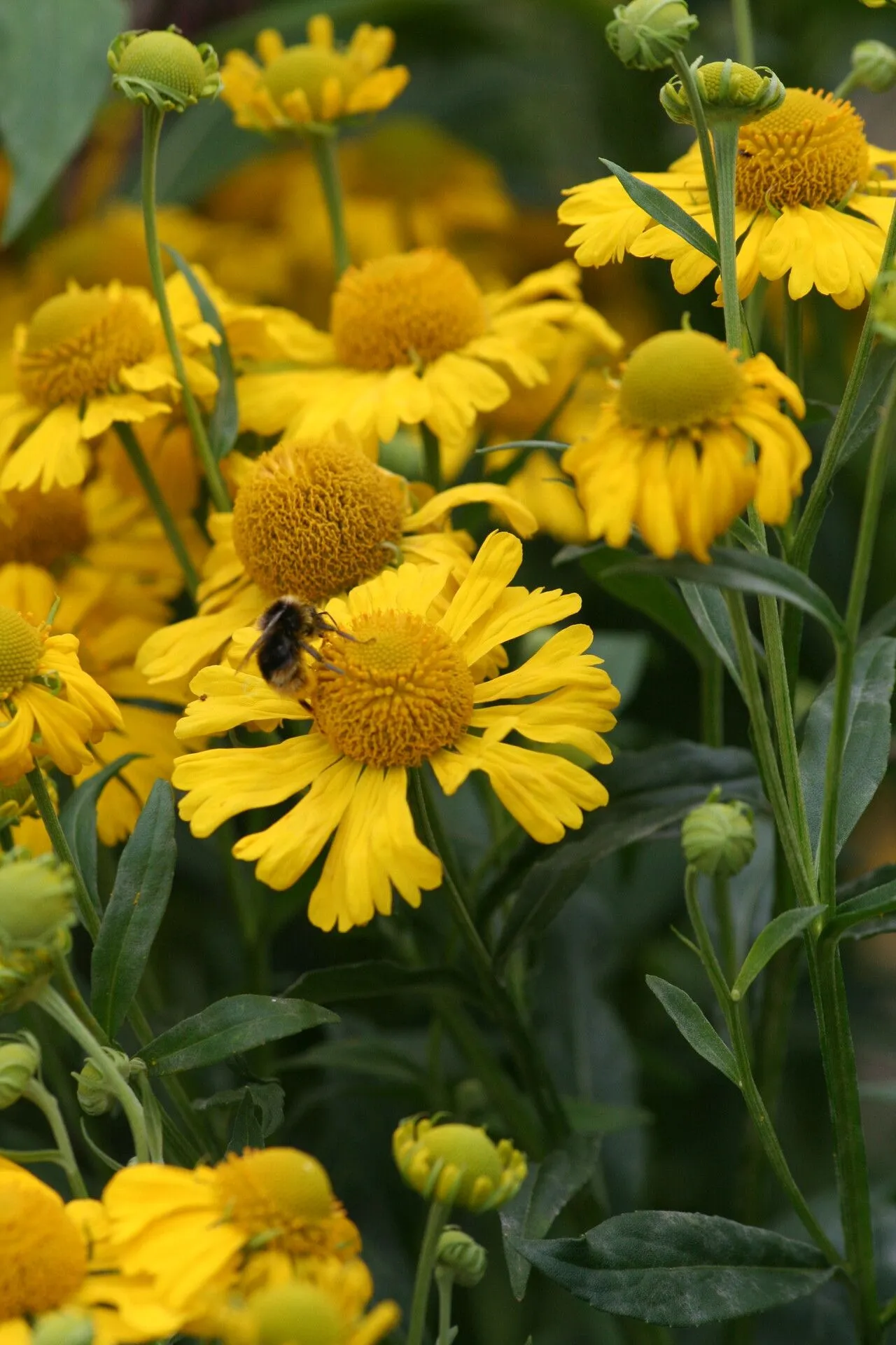 Bigelow’s sneezeweed (Helenium bigelovii, Pacif. Railr. Rep.: 107 (1857))