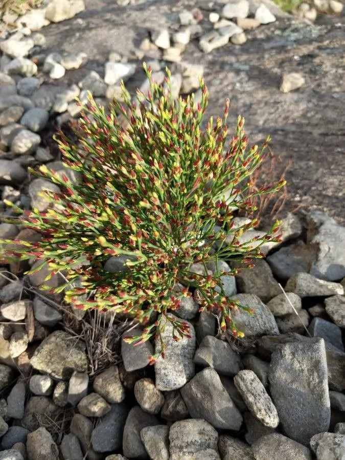 Orangegrass (Hypericum gentianoides, Prelim. Cat.: 9 (1888))