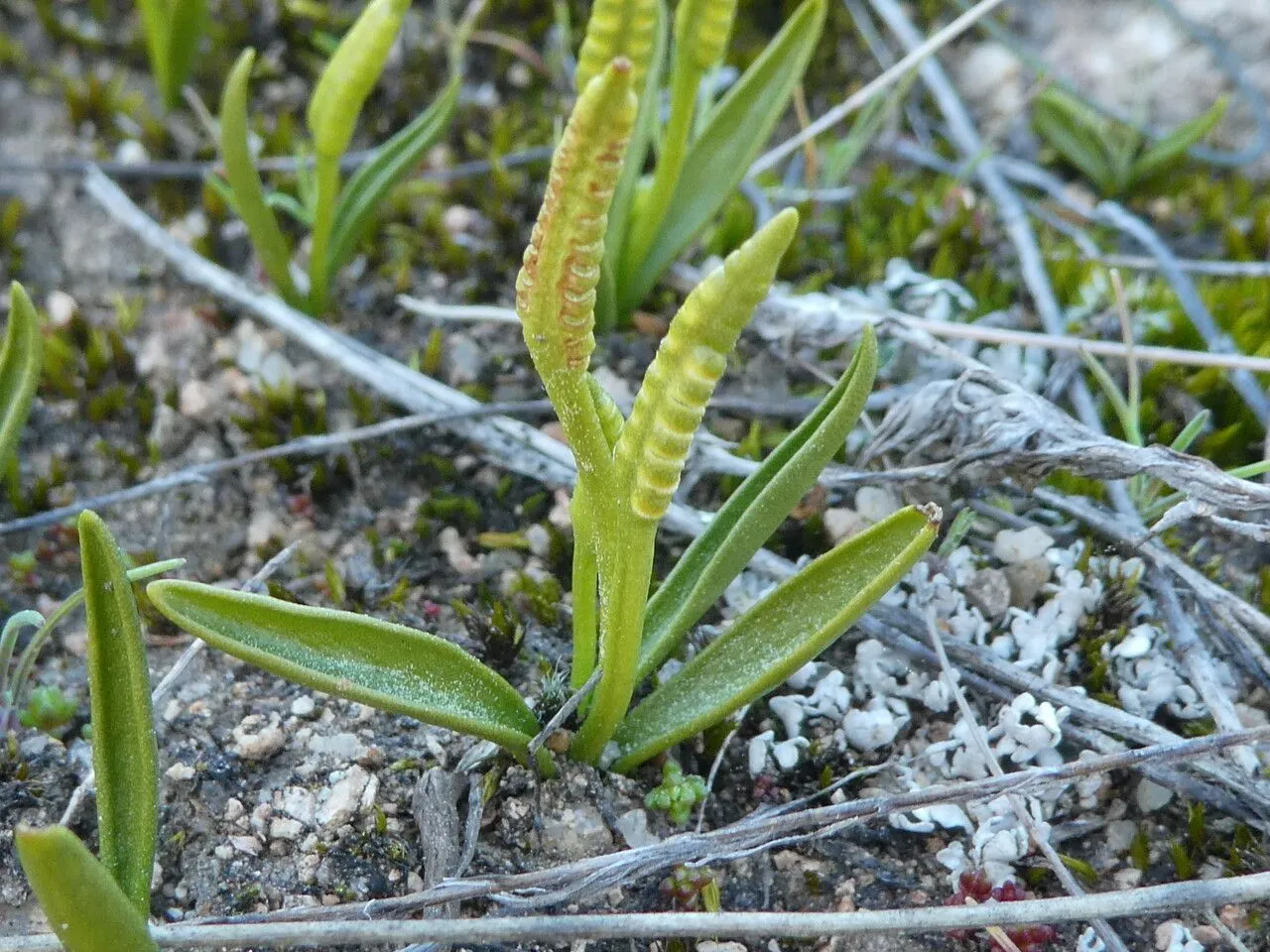 Least adder’s-tongue (Ophioglossum lusitanicum, Sp. pl. 2:1063. 1753)