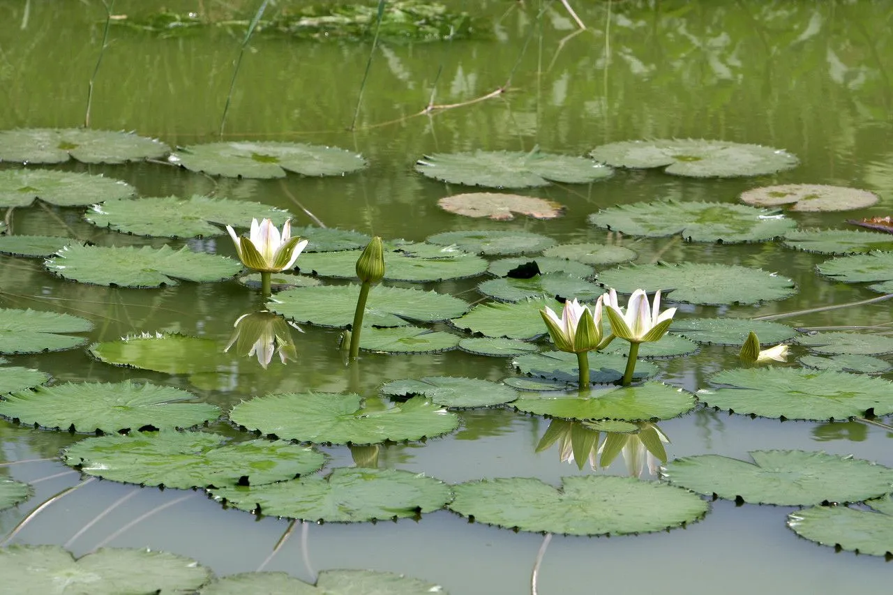 Egyptian lotus (Nymphaea lotus, Sp. Pl.: 511 (1753))