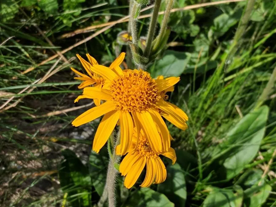 European arnica (Arnica montana, Sp. Pl.: 884 (1753))