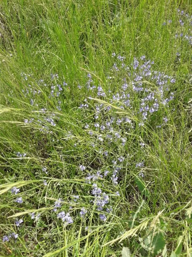 Large speedwell (Veronica austriaca, Syst. Nat. ed. 10, 2: 849 (1759))