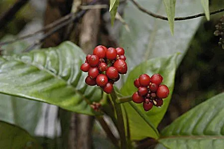 Seminole balsamo (Psychotria nervosa, Prodr. Veg. Ind. Occ.: 43 (1788))