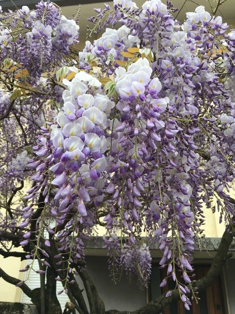 Japanese wisteria (Wisteria floribunda, Prodr. 2: 390 (1825))