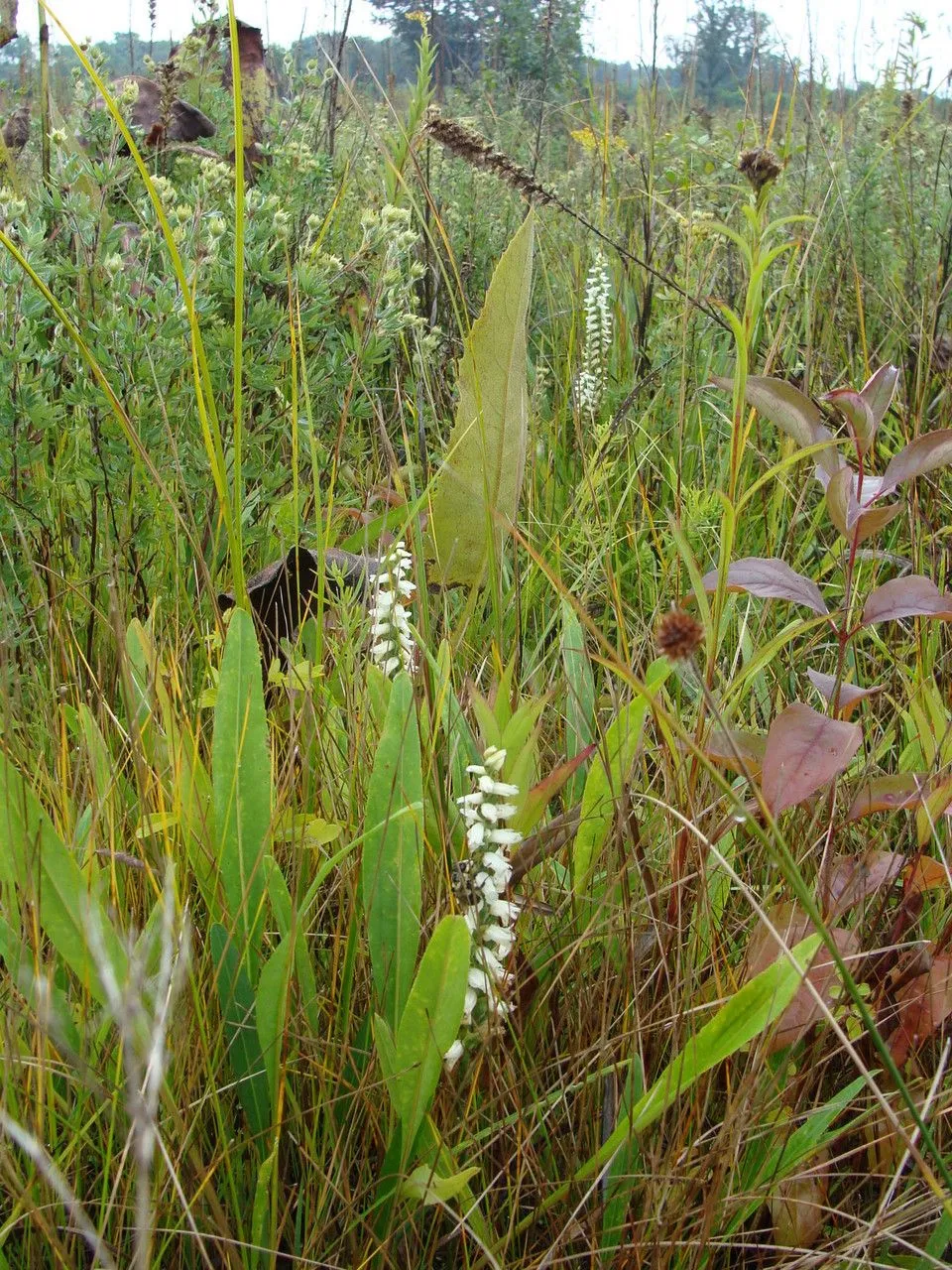 Nodding ladies’ tresses (Spiranthes cernua, De Orchid. Eur.: 37 (1817))