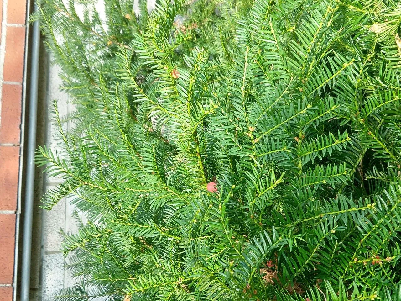 Pacific yew (Taxus brevifolia, N. Amer. Sylv. 3: 86 (1849))