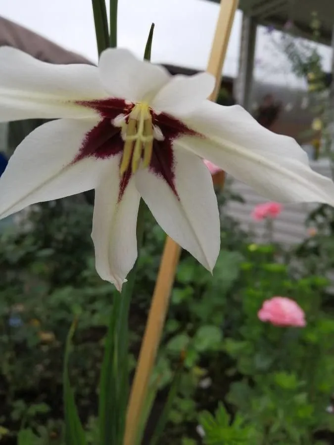 Formosan lily (Lilium formosanum, Garden (London, 1871-1927) 40: 442 (1891))