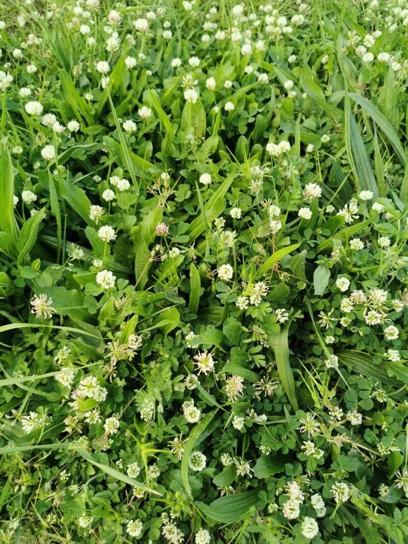 Ball clover (Trifolium nigrescens, Fl. Ital. Fragm.: 12 (1808))