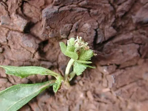 Sheepbur (Acanthospermum australe, Revis. Gen. Pl. 1: 303 (1891))