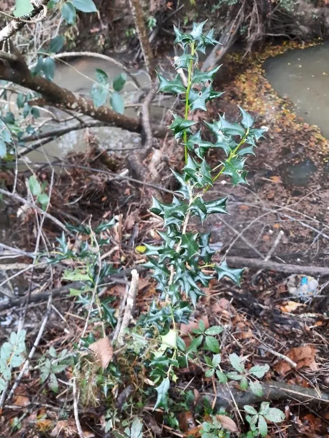 Chinese holly (Ilex cornuta, Paxton’s Fl. Gard. 1: 43 (1850))