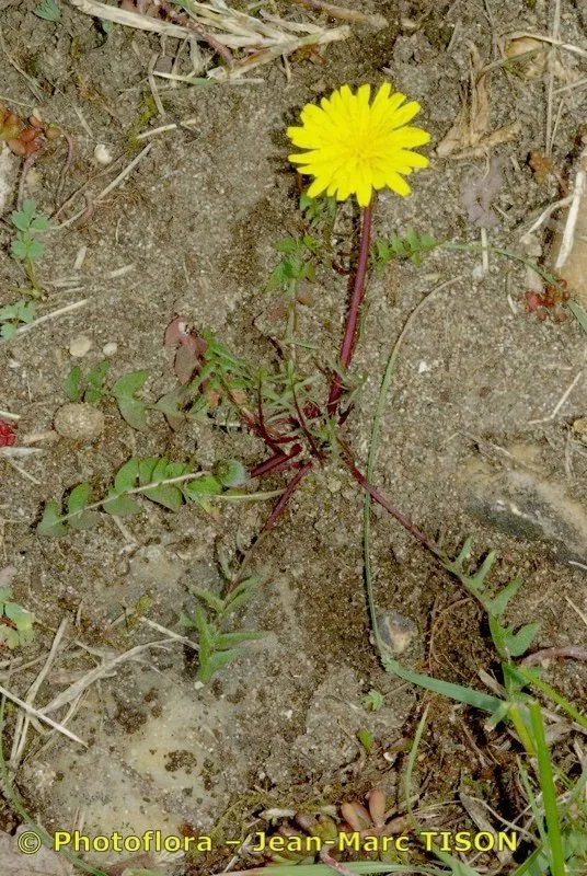 Ruddy dandelion (Taraxacum rubicundum, Bot. Not. 1905: 166 (1905))