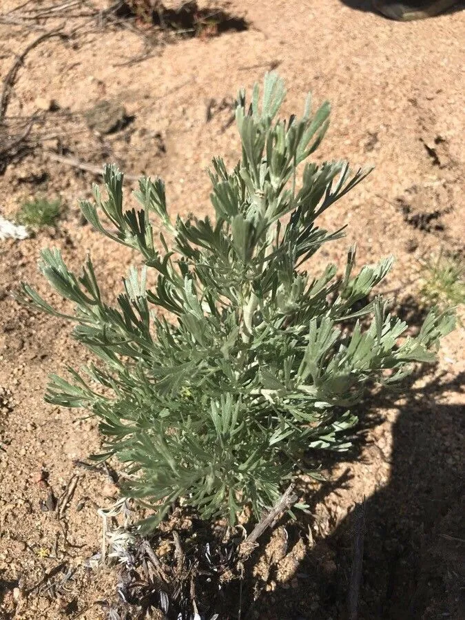 Basin sagebrush (Artemisia tridentata, Trans. Amer. Philos. Soc., ser. 2, 7: 398 (1841))