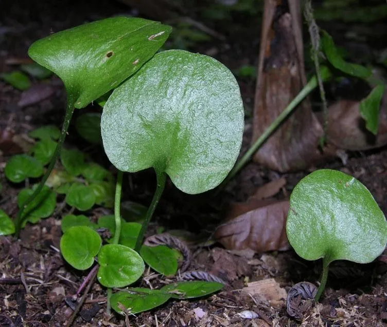 Netted adderstongue (Ophioglossum reticulatum, Sp. Pl.: 1063 (1753))