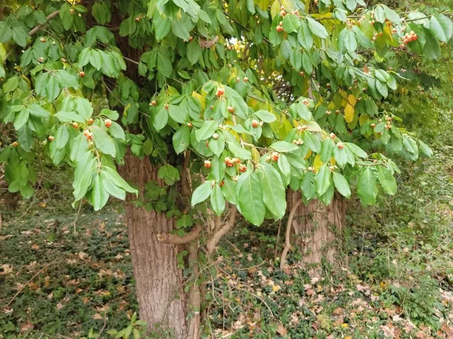 American bittersweet (Celastrus scandens, Sp. Pl.: 196 (1753))