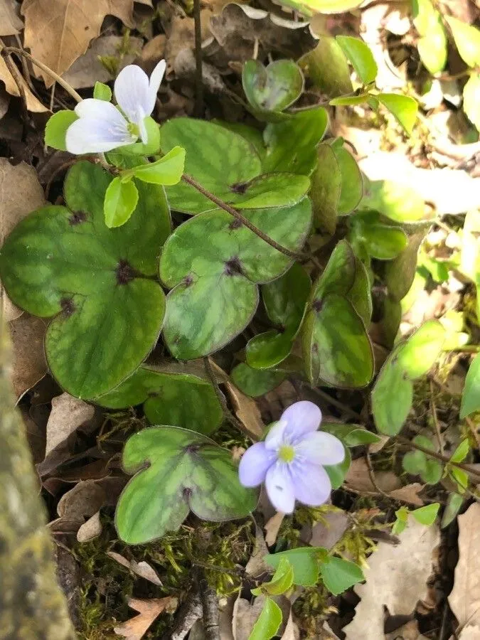 Hepatica (Hepatica nobilis, Spic. Fl. Lips.: 39 (1771))