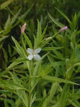 Purpleleaf willowherb (Epilobium coloratum, Pl. Nov. Herb. Spreng.: 18 (1807))