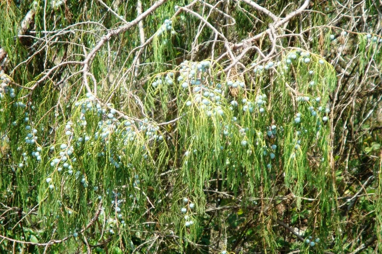 Mexican juniper (Juniperus flaccida, Linnaea 12: 495 (1838))