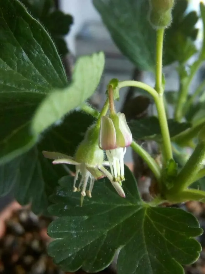 American gooseberry (Ribes hirtellum, Fl. Bor.-Amer. 1: 111 (1803))