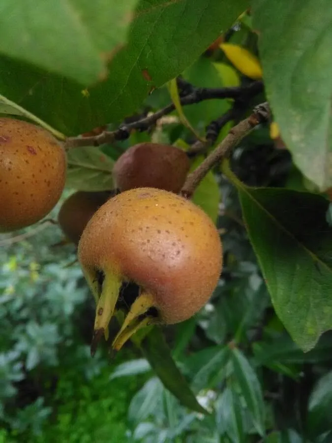 Medlar (Mespilus germanica, L. (1753). In: Sp. Pl. 478.)