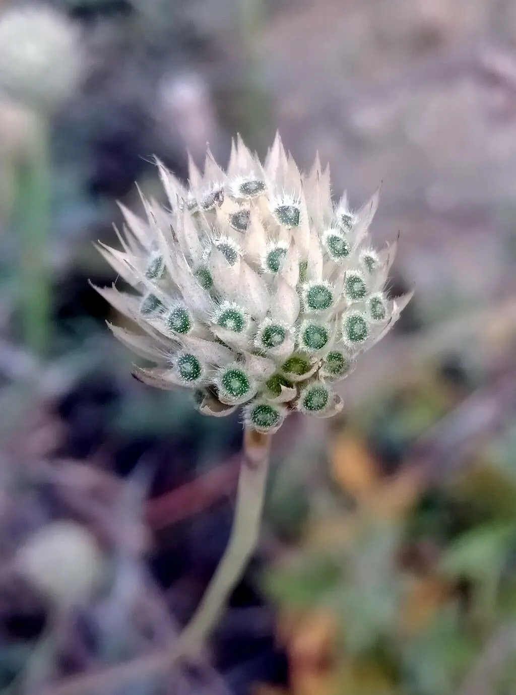 Spotted onion (Allium guttatum, Mém. Soc. Imp. Naturalistes Moscou 2: 173 (1809))