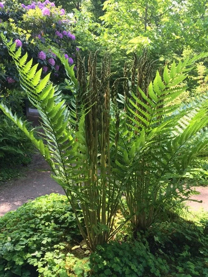 Cinnamon fern (Osmundastrum cinnamomeum, Gefässbundel Farrn: 18 (1847))