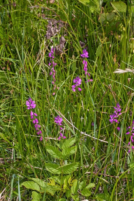 Nice milkwort (Polygala nicaeensis, Syn. Fl. Germ. Helv. 1: 92 (1835))