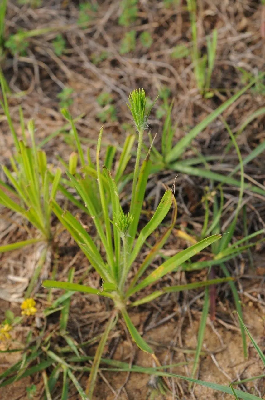 Bracted plantain (Plantago aristata, Fl. Bor.-Amer. 1: 95 (1803))