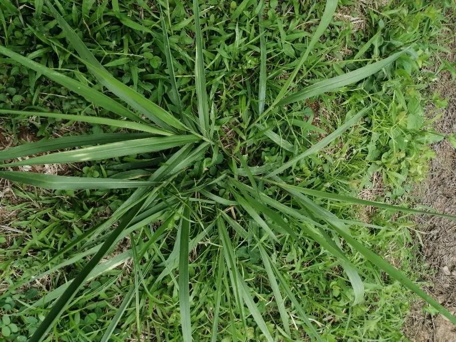 Common signal grass (Urochloa brizantha, Austral. Paniceae: 233 (1987))