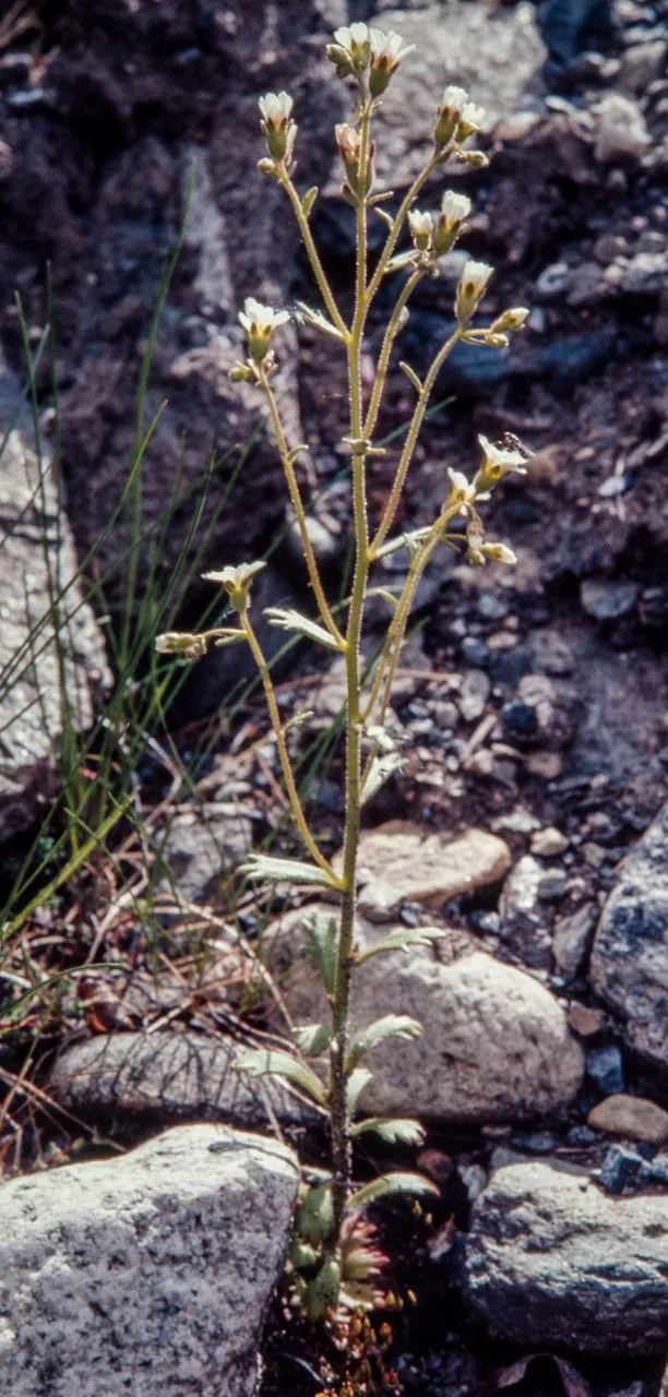 Wedgeleaf saxifrage (Saxifraga adscendens, Sp. Pl.: 405 (1753))