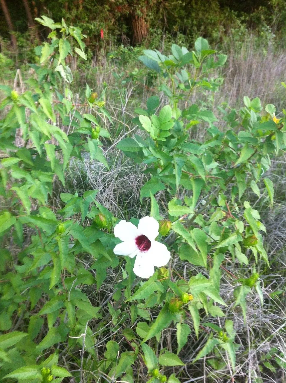 Scarlet rose-mallow (Hibiscus laevis, Auct. Syn. Meth. Stirp. Hort. Regii Taur.: 31 (1773))