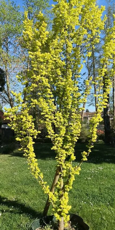 Dutch elm (Ulmus × hollandica, Gard. Dict. ed. 8: n.º 5 (1768))