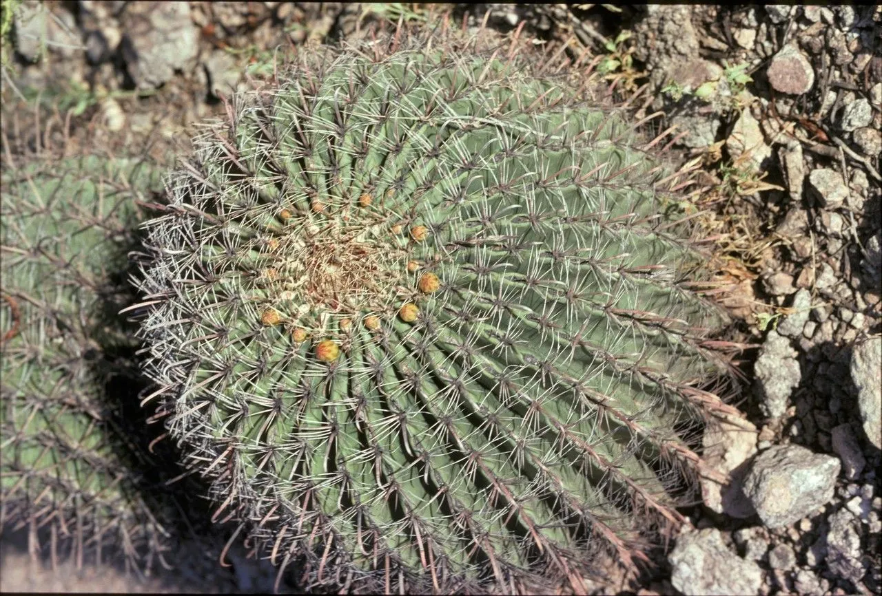 Arizona barrel cactus (Ferocactus wislizeni, Cact. 3: 127 (1922))