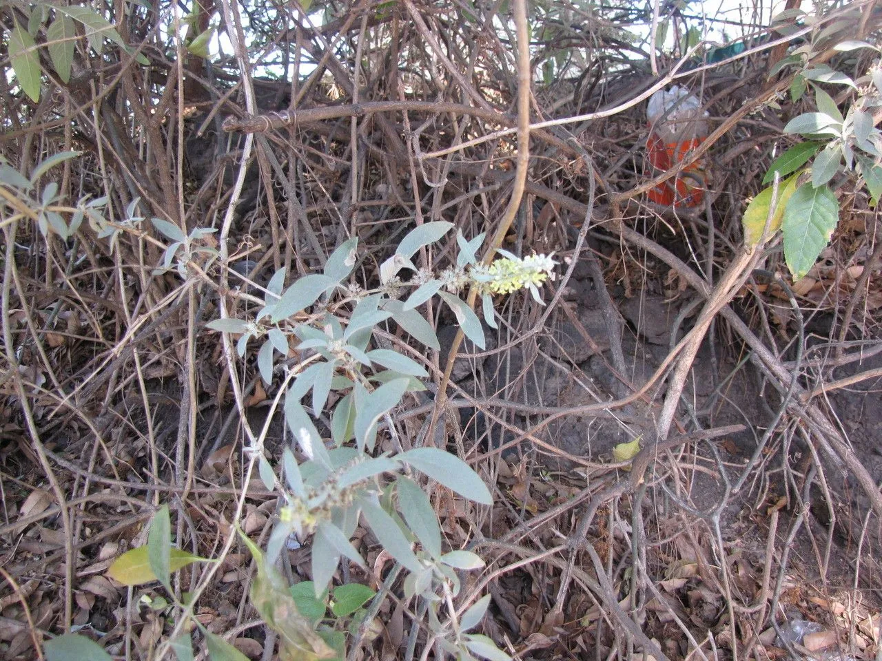 Rio grande butterfly-bush (Buddleja sessiliflora, F.W.H.von Humboldt, A.J.A.Bonpland & C.S.Kunth, Nov. Gen. Sp. 2: 345 (1818))