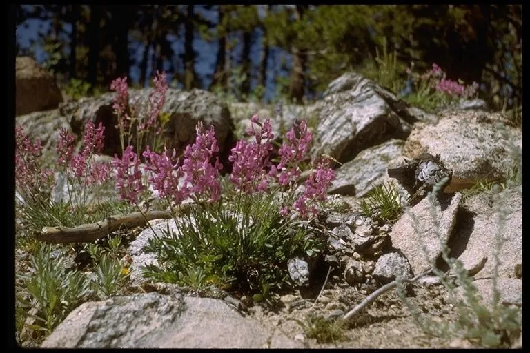 Purple locoweed (Oxytropis lambertii, Fl. Amer. Sept. 2: 740 (1813))