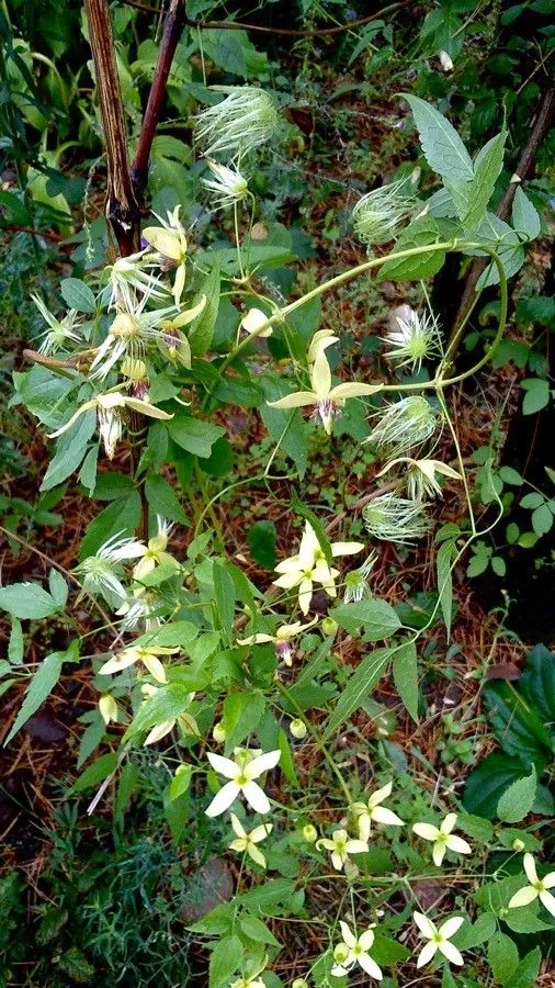 Ground virginsbower (Clematis recta, Sp. Pl.: 544 (1753))