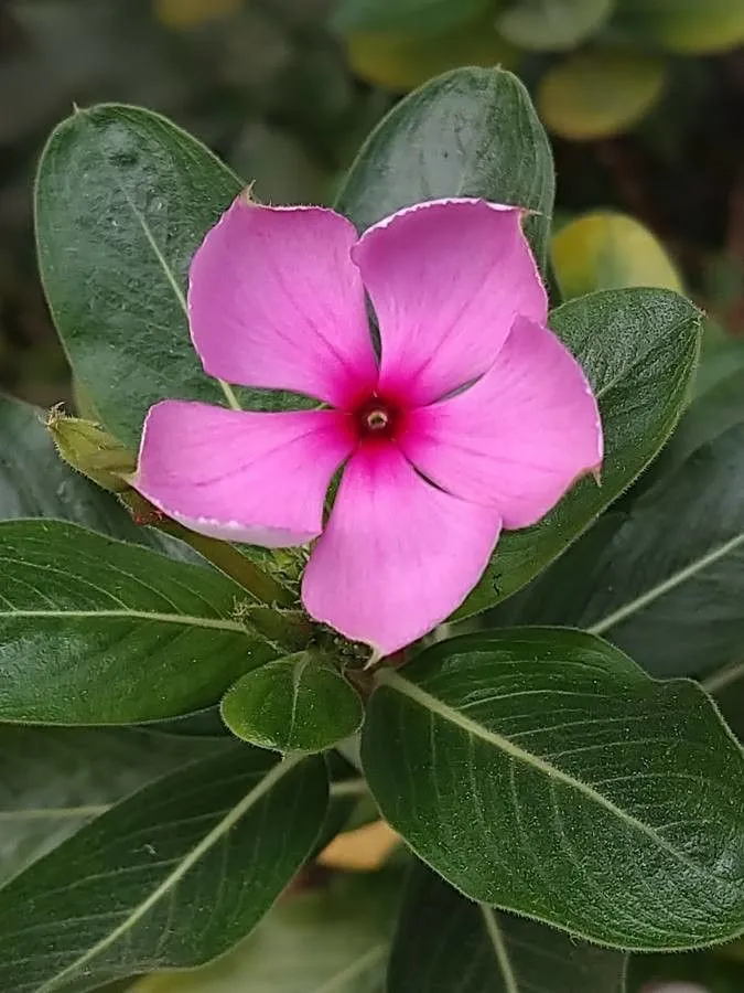 Cape periwinkle (Catharanthus roseus, Gen. Hist. 4: 95 (1837))