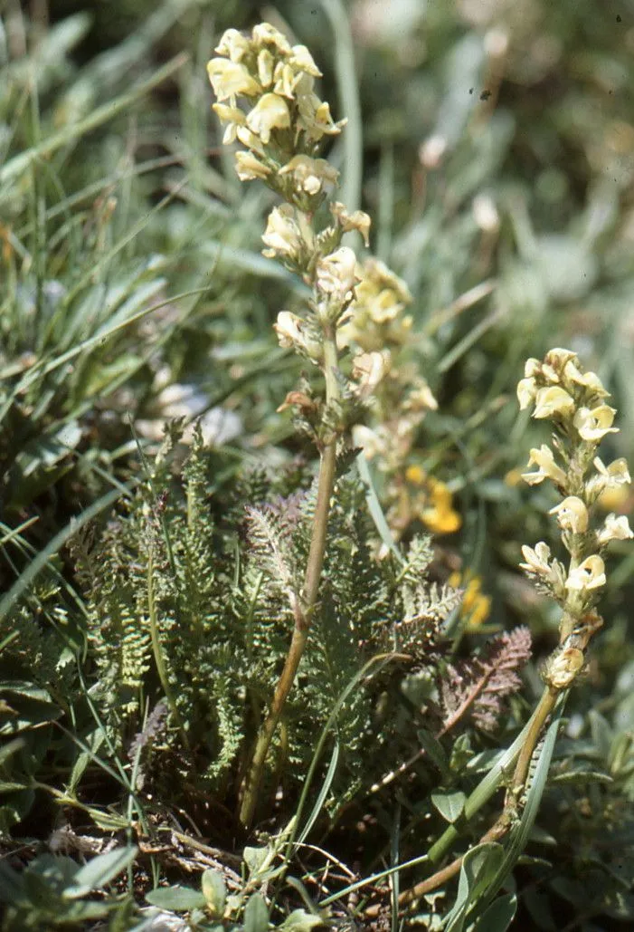 Crested lousewort (Pedicularis comosa, Sp. Pl.: 600 (1753))