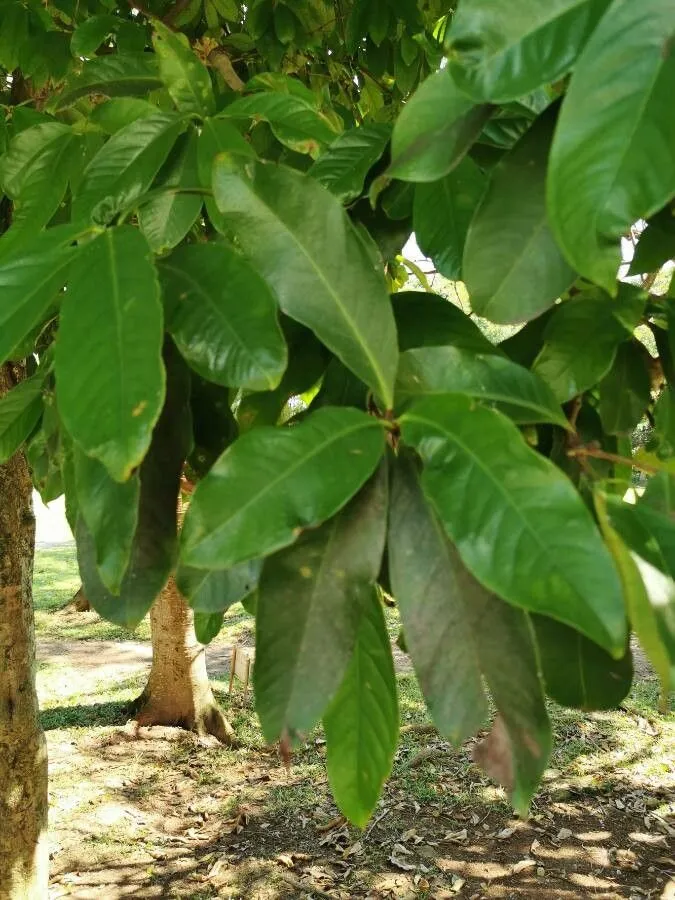 Malay-apple (Syzygium malaccense, J. Arnold Arbor. 19: 215 (1938))