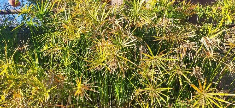 Egyptian paperplant (Cyperus papyrus, Sp. Pl.: 47 (1753))