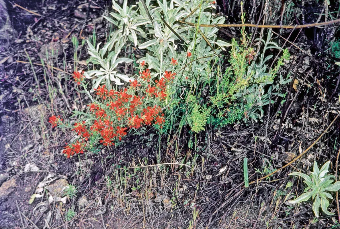 Woolly indian paintbrush (Castilleja foliolosa, Bot. Beechey Voy.: 154 (1833))