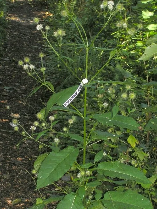 Small teasel (Dipsacus pilosus, Sp. Pl.: 97 (1753))